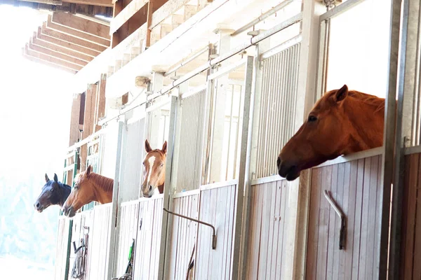 Koně Krabici Stáji — Stock fotografie