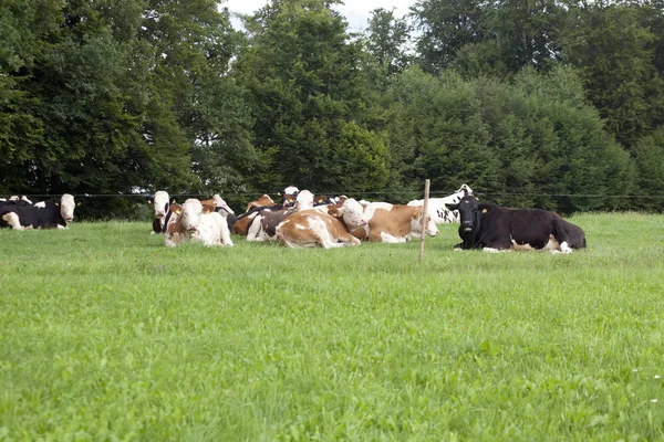 Vache Libre Étendu Sur Prairie Extérieur — Photo