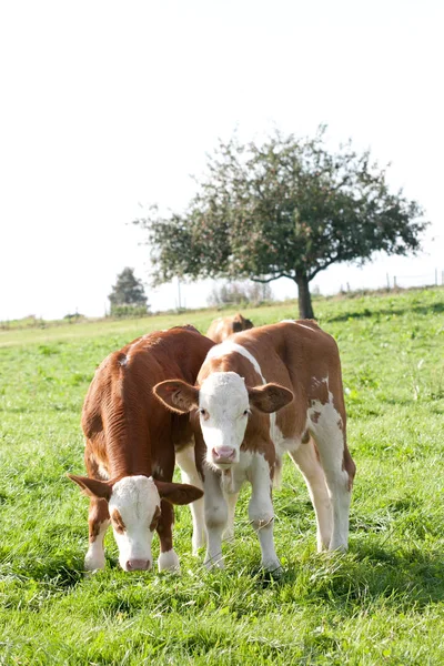 Baby Cow Meadow Outdoors — Zdjęcie stockowe
