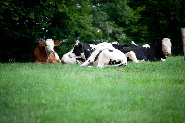 Vaches Heureuses Étendu Sur Prairie Extérieur — Photo