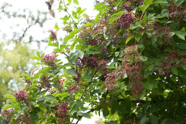 Olgun meyveleri ile Sambucus mürver bitki