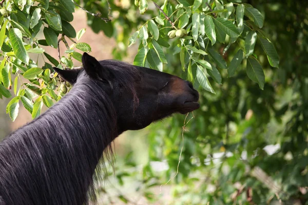 Άλογο Τρώει Φύλλα Από Καρυδιά — Φωτογραφία Αρχείου