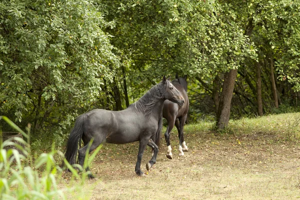 パドック牧草地で2頭の黒い馬が — ストック写真