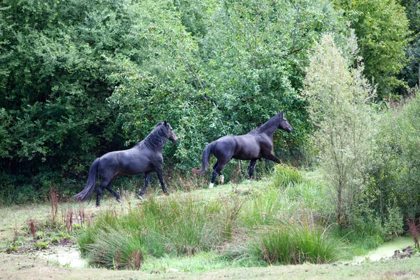 Twee Zwarte Paarden Lopen Vrij Rond Weiland — Stockfoto
