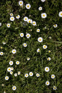 Yeşil çimenli çayırda papatya çiçekleri, bellis perennis