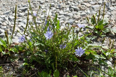 Mor çiçekli yaygın Chicory bitkisi