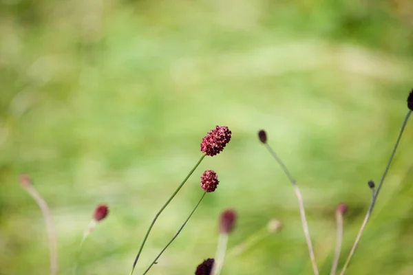 Grande Plante Burnet Dans Prairie Sanguisorba Officinalis — Photo