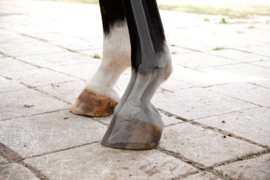 Veterinerin tıbbi kontrolüyle bacak ve toynak radyografisi