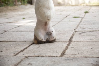 Çamur nezlesi, atların bacak alt ekstremitelerinde pastern dermatit