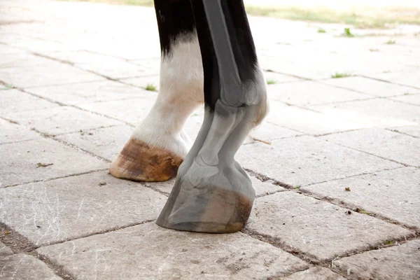 馬獣医師による脚と蹄の放射線検査 — ストック写真