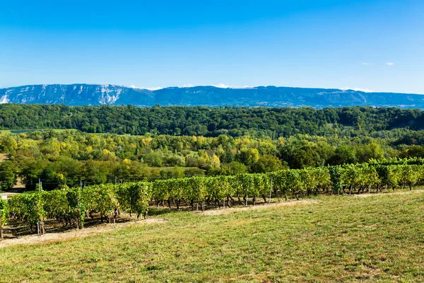 Vinice na šířku v Russin, Kanton Ženeva ve Švýcarsku — Stock fotografie