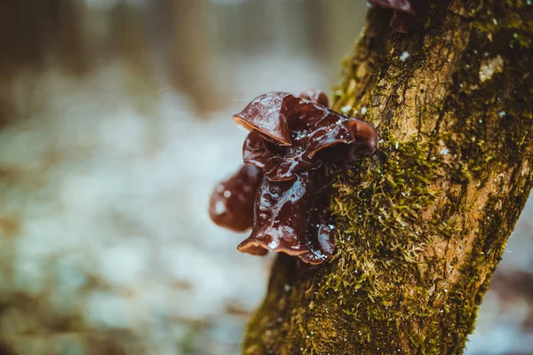 Κοντινό κόκκινο μυκήτων και λειχήνα σε κλαδί δέντρου στο υγρό δάσος — Φωτογραφία Αρχείου