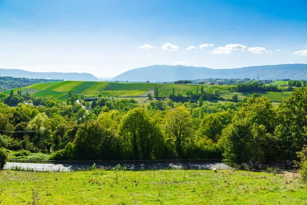 Vineyard landscape in Russin, Geneva Canton in Switzerland — Stock Photo, Image