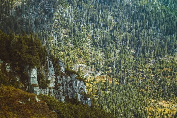여름에 체코 거 대 한 산 골짜기와 가문비나무 숲의 아름 다운 광경 — 스톡 사진