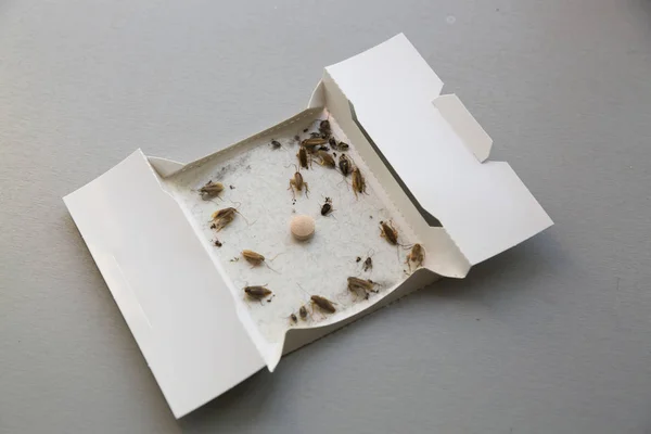 Cockroaches at home in an insect sticky trap — Stock Photo, Image