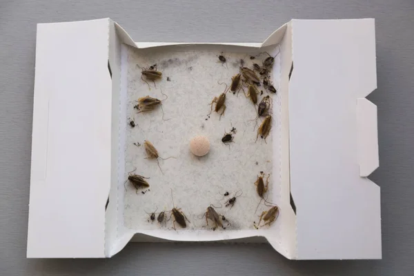 Cockroaches at home in an insect sticky trap — Stock Photo, Image