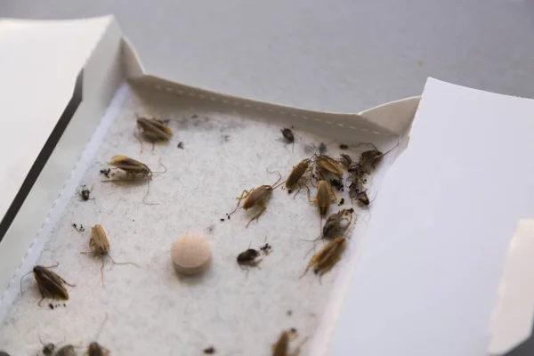 Karaluchy w domu w pułapkę owadów przyklejonych — Zdjęcie stockowe