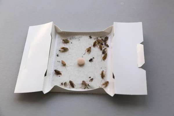 Karaluchy w domu w pułapkę owadów przyklejonych — Zdjęcie stockowe