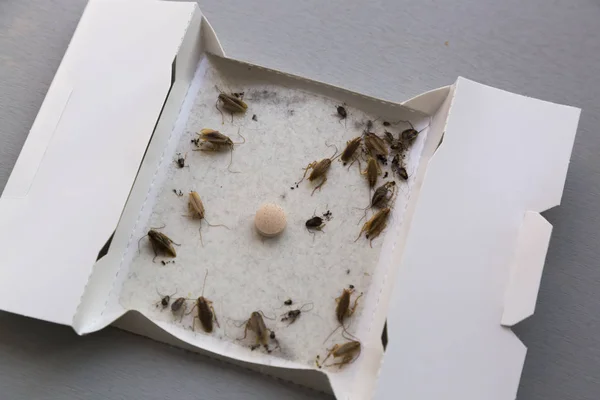 Cockroaches at home in an insect sticky trap — Stock Photo, Image