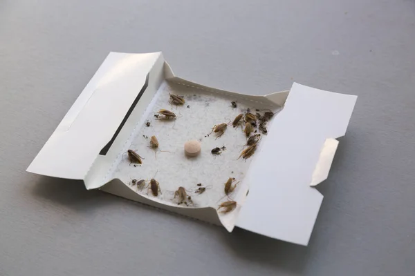 Baratas em casa em uma armadilha pegajosa de insetos — Fotografia de Stock