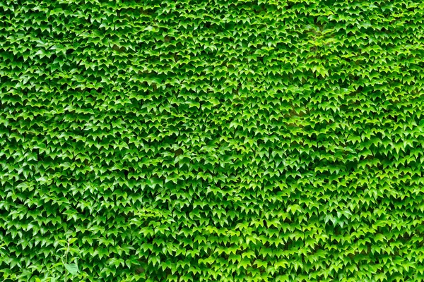 Bahçe duvarı herdem yeşil sarmaşık ağacıyla kaplı — Stok fotoğraf