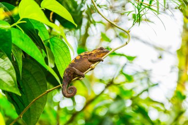 Çok renkli egzotik cameleon ormanlarında dalı 