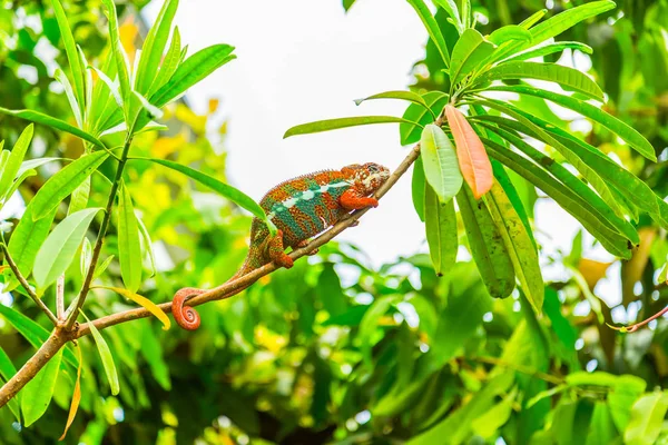 Camaleón exótico multicolor en la rama de la selva tropical — Foto de Stock