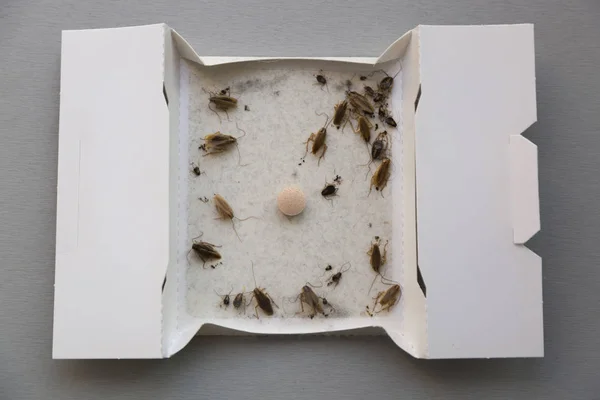 Cockroaches at home in an insect sticky trap — Stock Photo, Image