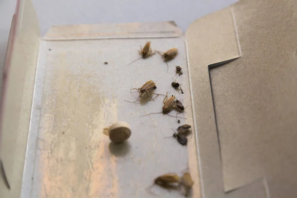 Baratas em casa em uma armadilha pegajosa de insetos — Fotografia de Stock