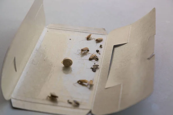 Baratas em casa em uma armadilha pegajosa de insetos — Fotografia de Stock