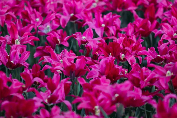Отфильтрованные пурпурные цветы тюльпанов в саду — стоковое фото