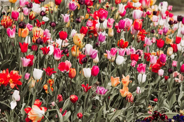 Filtered image of colorful tulip flowers in a spring garden — Stock Photo, Image