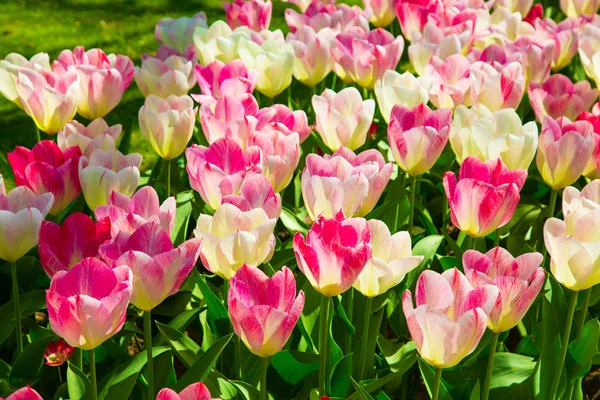 Background image of white and pink spring tulips — Stock Photo, Image