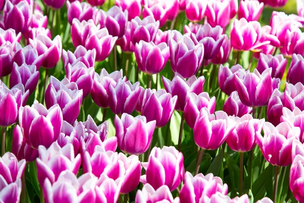 Background image of violet spring tulips in garden — Stock Photo, Image