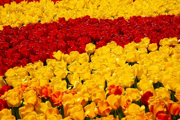 Background image of yellow and red spring tulips — Stock Photo, Image