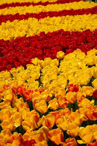 Background image of yellow and red spring tulips — Stock Photo, Image