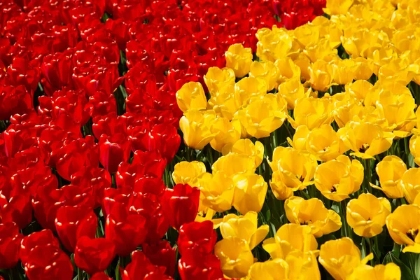 Background image of yellow and red spring tulips — Stock Photo, Image