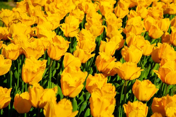 Yellow spring tulips blooming in a garden — Stock Photo, Image
