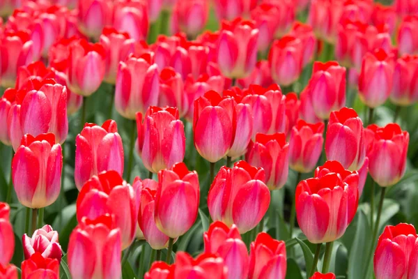 Image of pink tulip flowers in a garden — Stock Photo, Image