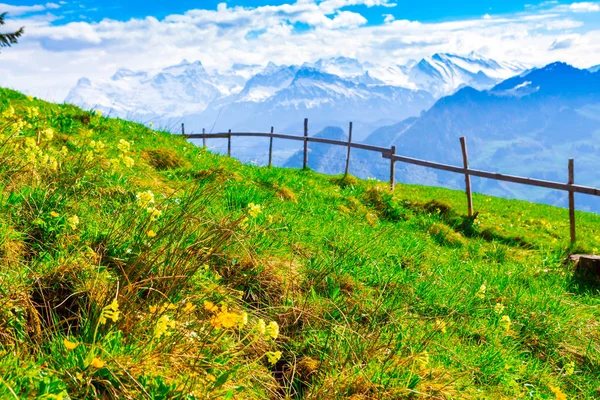 Prado rural verde e bocas em Alpes Suíços — Fotografia de Stock