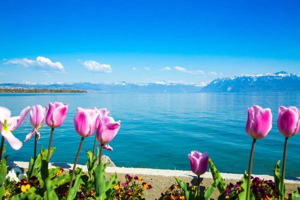 Flores de tulipa crescendo na costa do Lago de Genebra em Lausanne — Fotografia de Stock