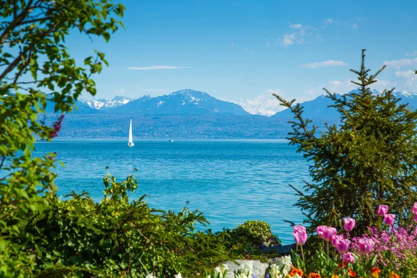 Lago di Ginevra e piante sulla riva del lago — Foto Stock