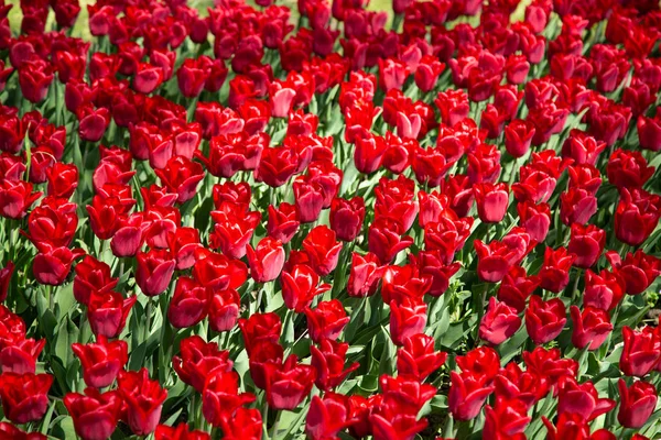 Background image of red spring tulips in garde — Stock Photo, Image