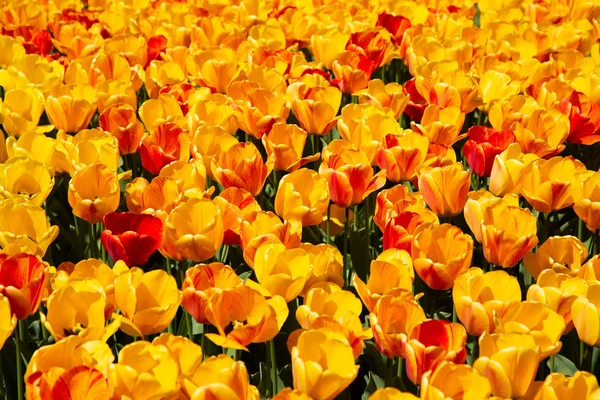 Background image of yellow and red spring tulips — Stock Photo, Image