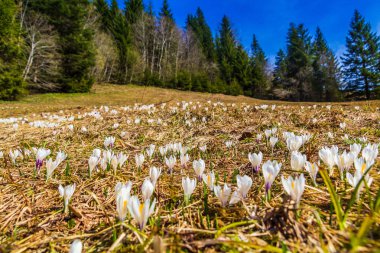Bahar çayırında açan beyaz kır çiçekleri.