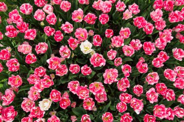 Bir bahçede pembe bahar lale çiçeği