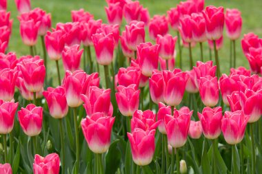 Bir bahçede pembe lale çiçekleri görüntüsü