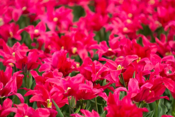 Imagem de flores de tulipa roxa em um jardim — Fotografia de Stock