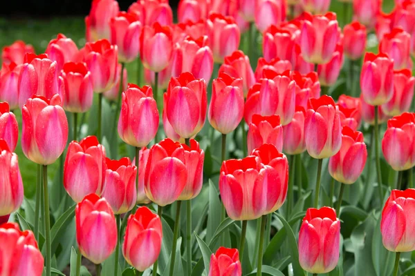 Image of pink tulip flowers in a garden — Stock Photo, Image