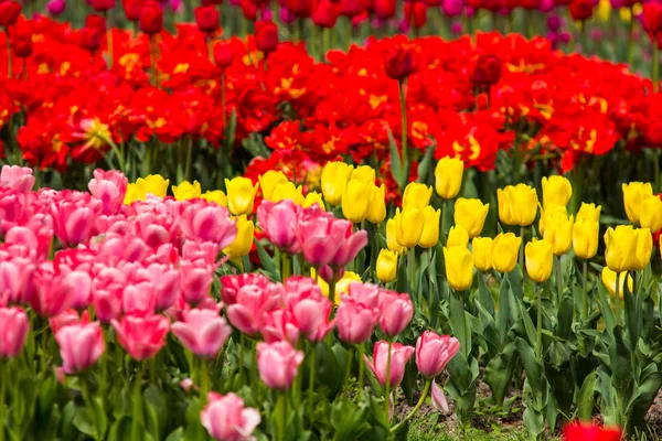 Image of colorful tulip flowers in a garden — Stock Photo, Image